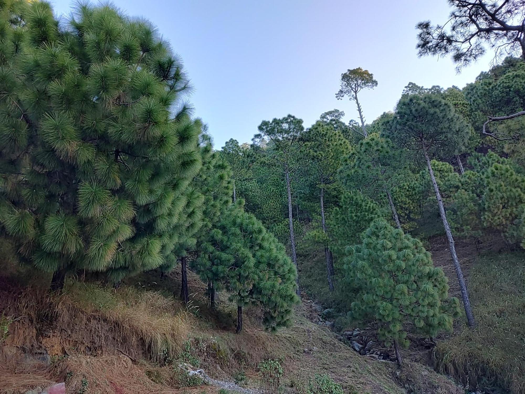 Hotel Le Halcyon , Kasauli Solan Exterior foto